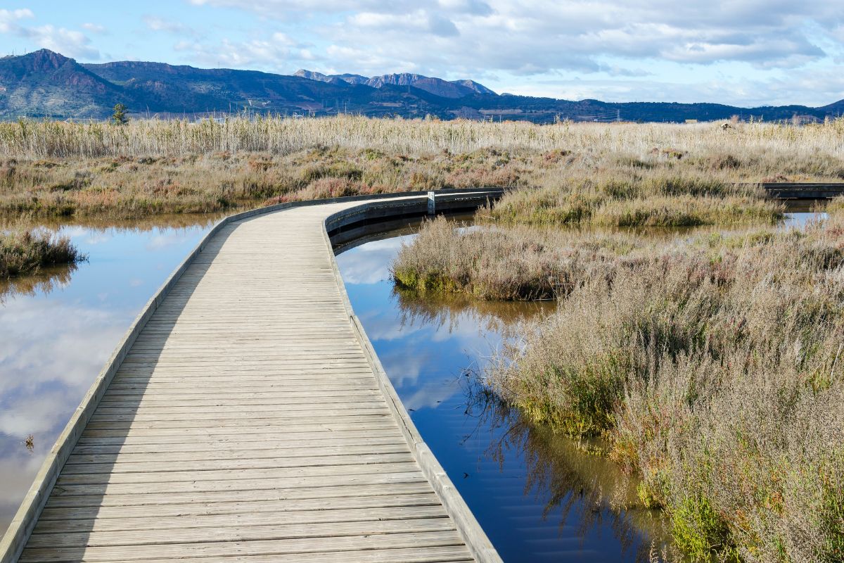 A wetland walkway which was built as part of our environmental management and planning services